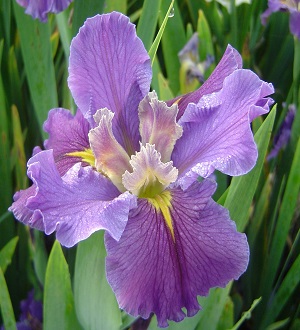 Louisiana Iris - Regal Ricochet